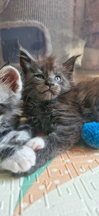 Kocurek Maine Coon FPL FIFE opcja hodowlana