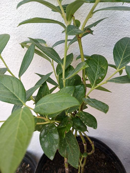 Planta de Mirtilho
