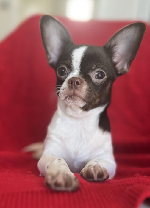 Chihuahua Macho  Pelo Curto