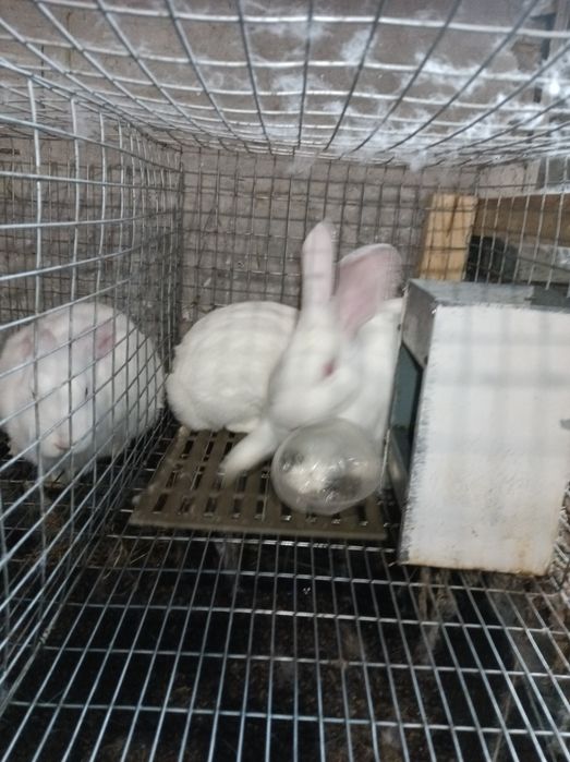 Продам кролів термонська біла