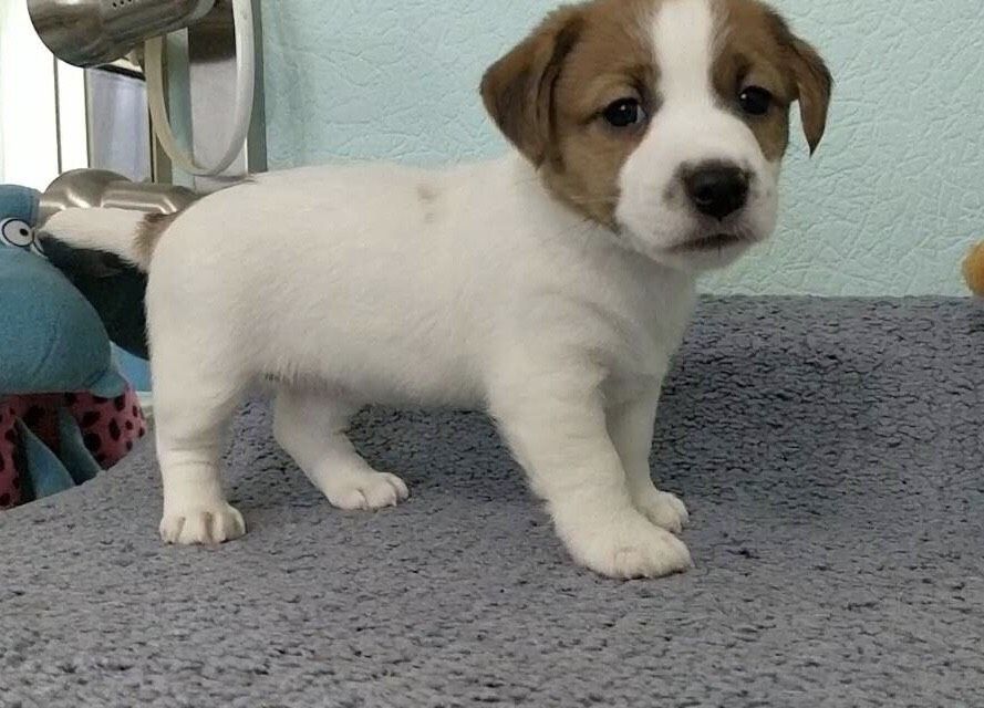 Щенки Джек Рассел терьер