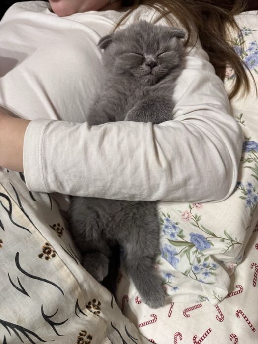 Шотландські кошенята. висловухий котик, та прямовуха дівчинка