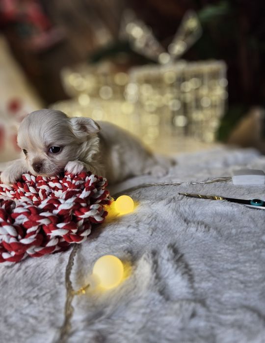 Chihuahua piękna dziewczynka ZAREZERWOWANA  do 31.12