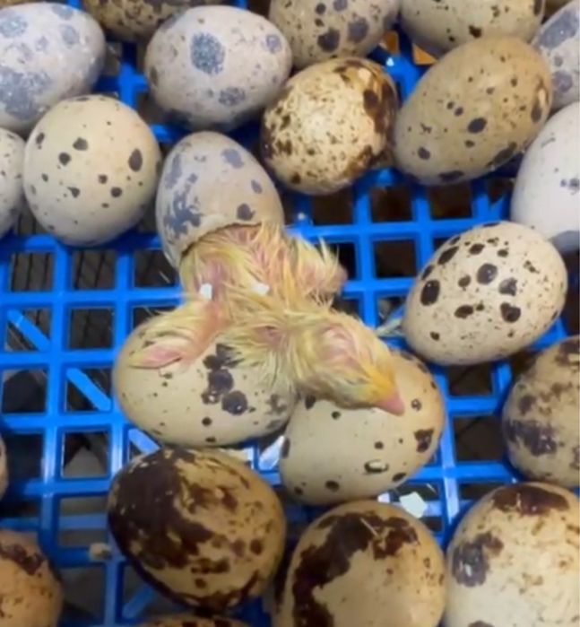 Інкубаційні перепелині яйця (порода Техас)
