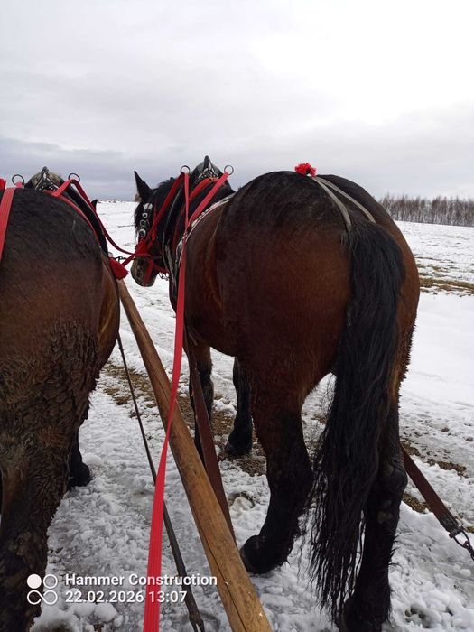 Sprzedam klacz zimnokrwistą
