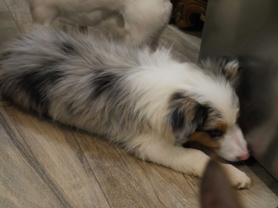 Border Collie Blue Merle Tri Color