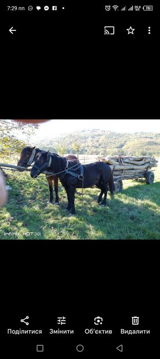 Продаємо коні хороші 9 років кого цікавить звертайтеся 2 коні за 70000