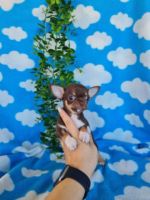 Excecional menina mini mini Chihuahua/Chiuaua,LinhagemRussa de Qualidd