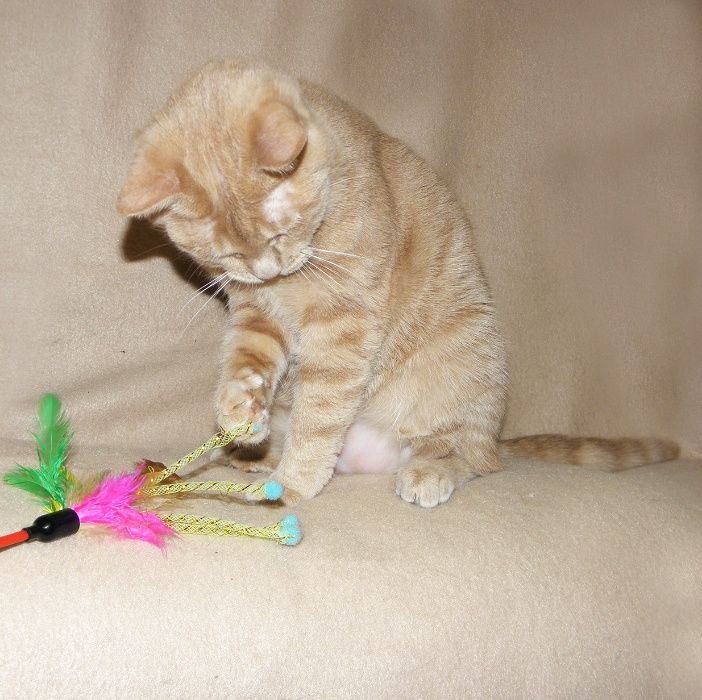 ОСОБЕННАЯ кошечка Нэнси ищет дом