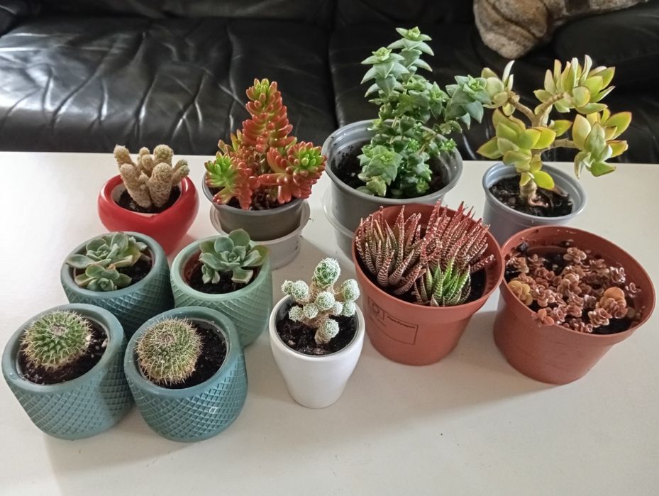 Plantas naturais 4 e 5 euros