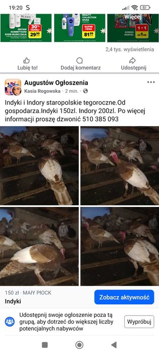 Sprzedam żywe indyki