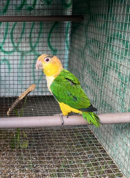 Casal loris arco iris, marianinha macho