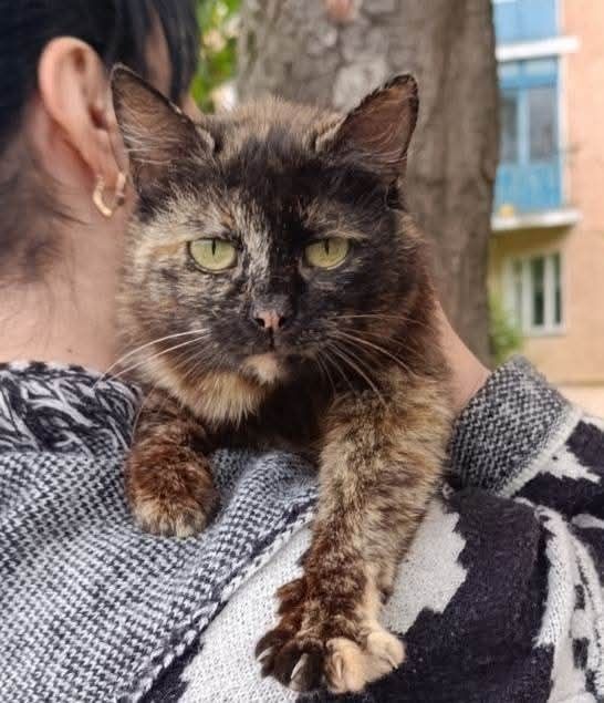 Дуже ніжна муркотушка Чері