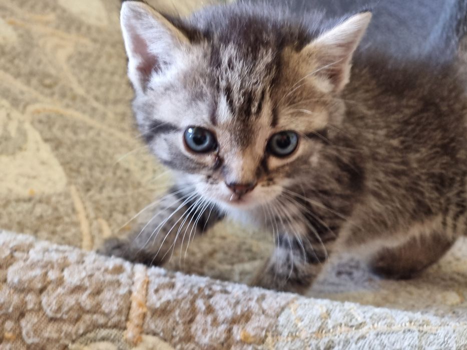 Кошка тигр ждет вас