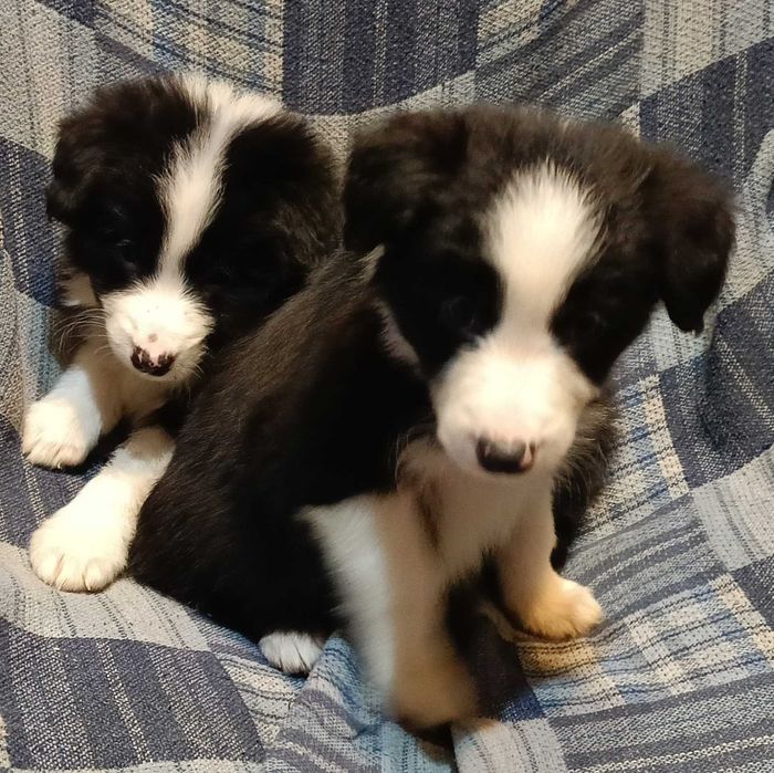 Border collie samiec