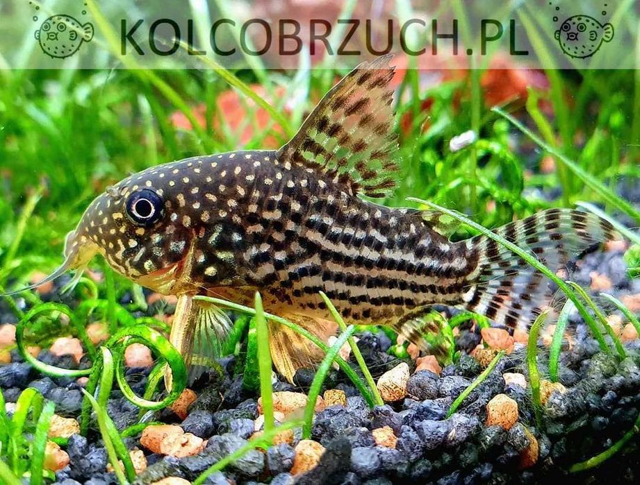Kirysek Sterby - Corydoras sterbai - Kirys - dowóz, wysyłka