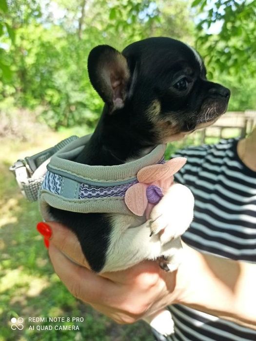 Продам щенков чихуахуа мини