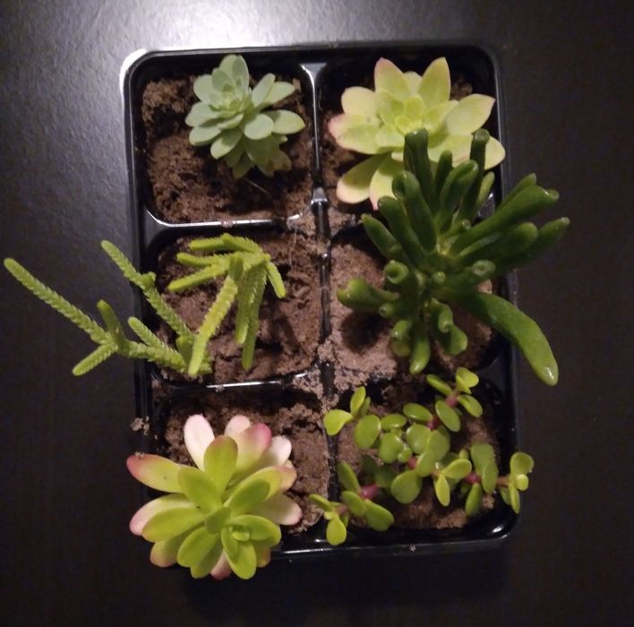 6 Suculentas por 4€
