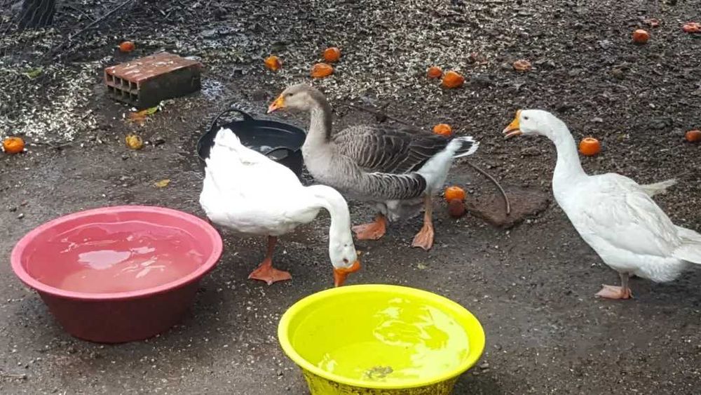 Ovos galados ganso!!