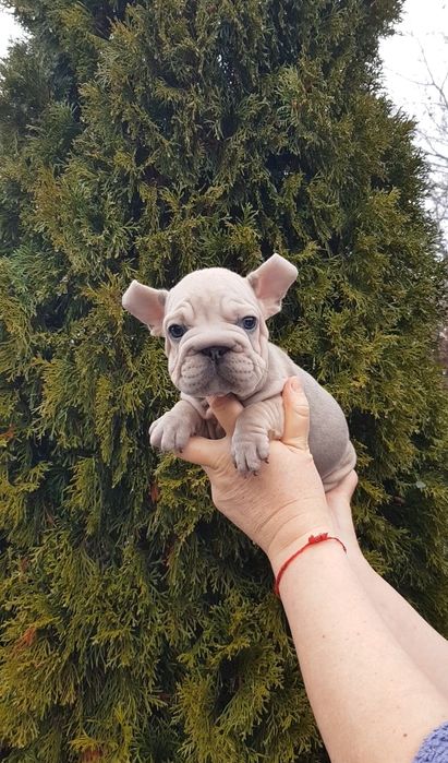 Французький бульдог