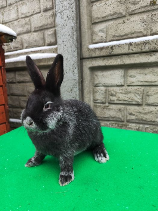 Króliki WJS Wielki Jasnosrebrzysty.