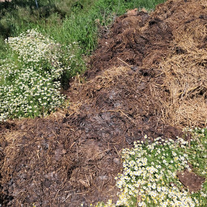 Kompost, obornik świeży za 100zł