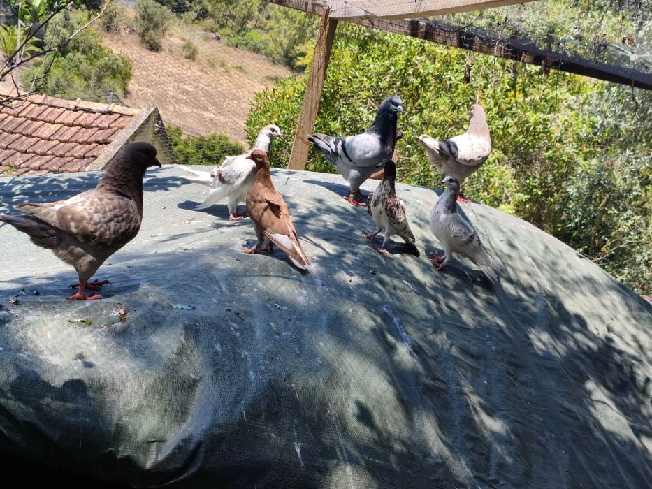 Vende pombos cruzados, frisados etccom cambalhota.