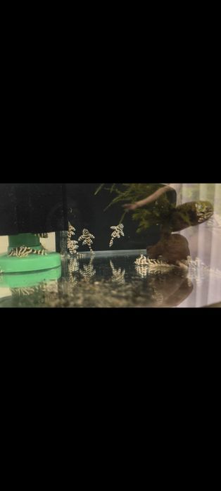 Zbrojnik L129 Hypancistrus debilittera