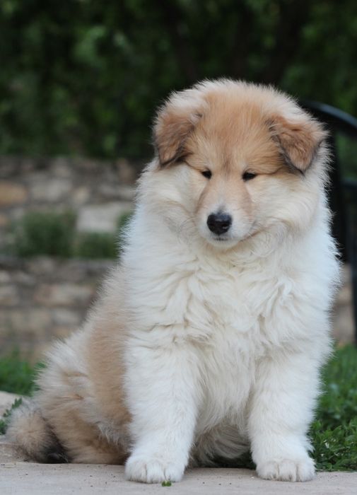 Коллі  dark sable (КСУ)