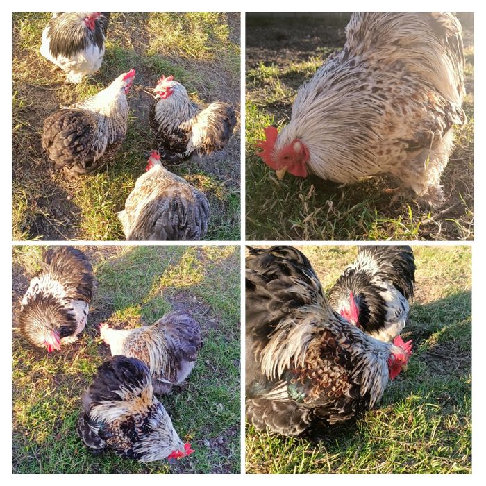 Koguty kochin miniaturowy.