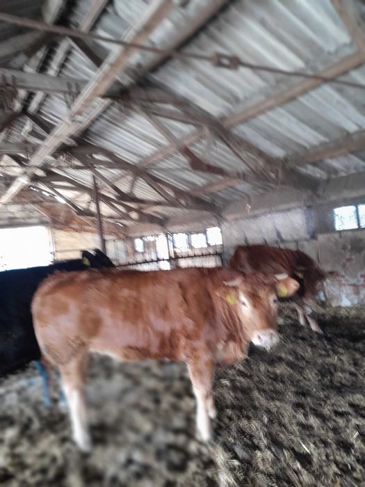 Giełda zwierząt - Rolnictwo