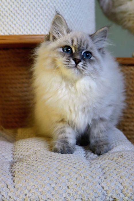 Kotka Neva Masquerade po International Champion WCF