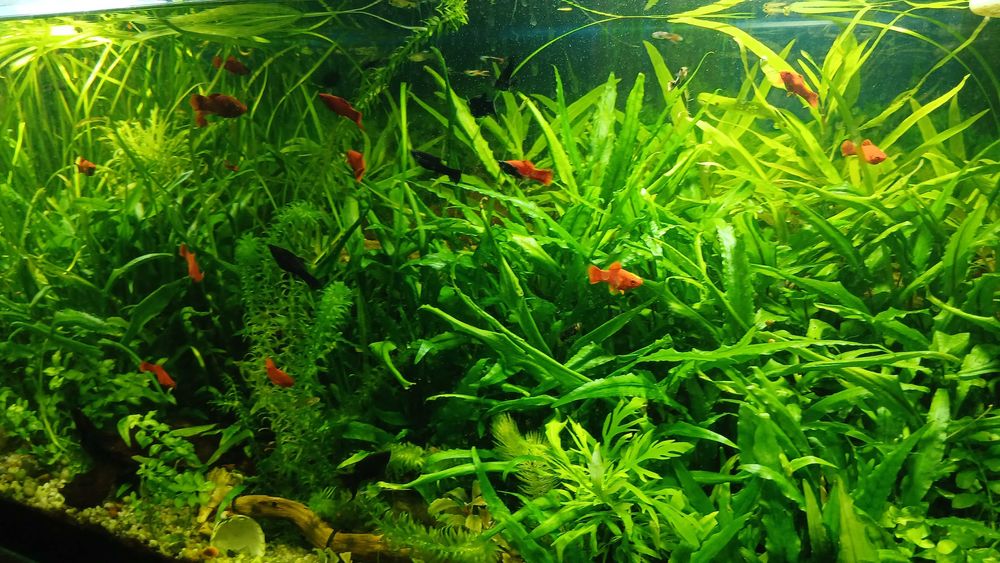 Akwarium 500 l z szawką