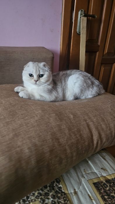 Шотландське кошеня