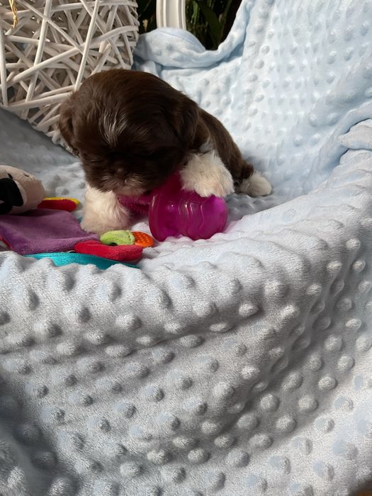Shih - Tzu Salonowa Suczka