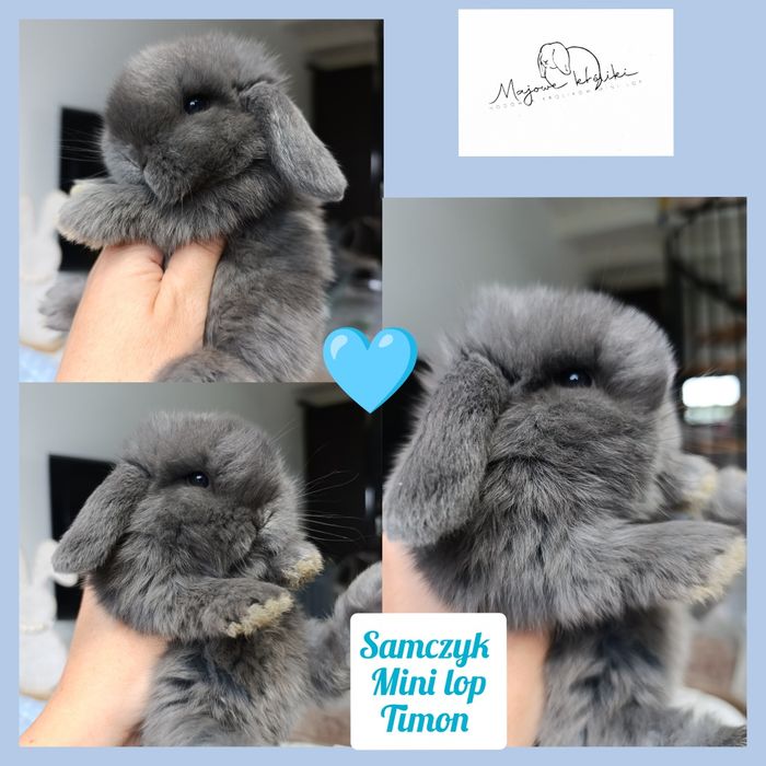 Królik króliczek mini lop hodowla zarejestrowana