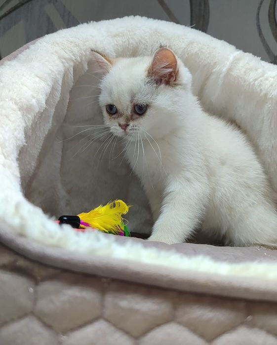 Шотландське кошеня