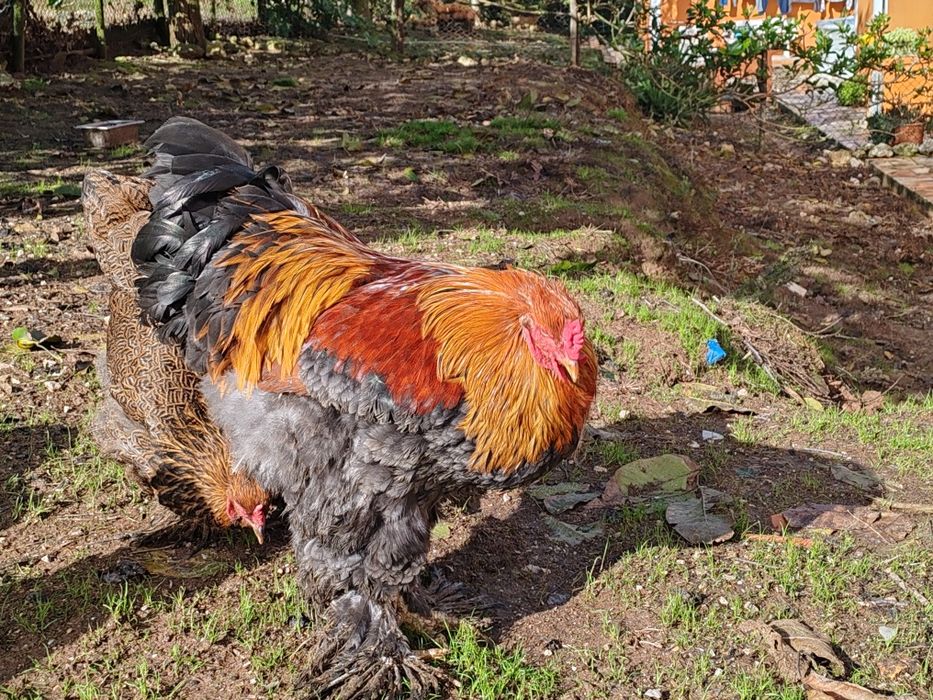 Galo Brahma perdiz azul dourado