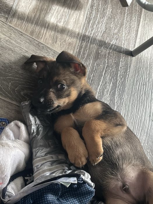 Щенок, 2 месяца, в поиске семьи