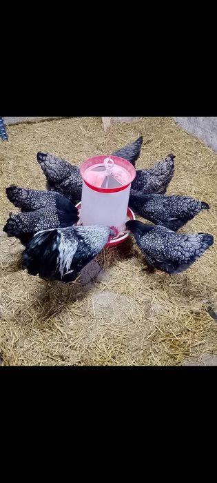 Jaja,jajka lęgowe  orpington, barnevelder,Brahma