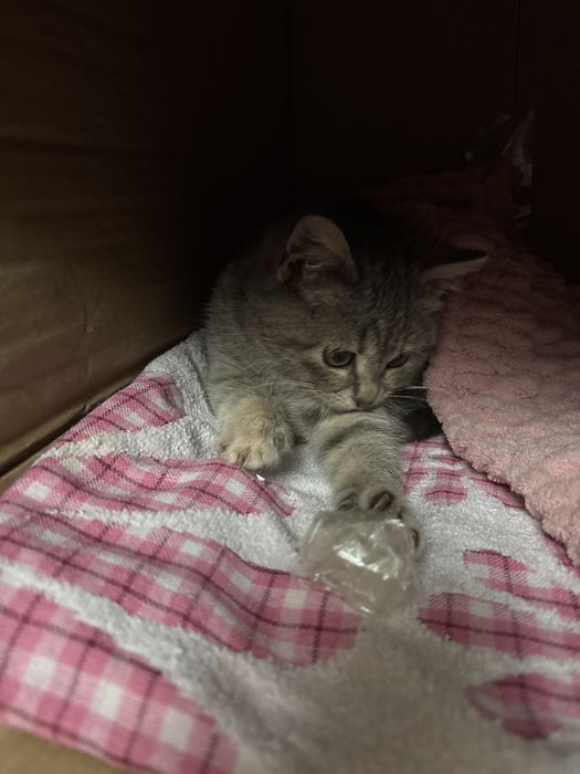 Віддаю кошення в добрі руки