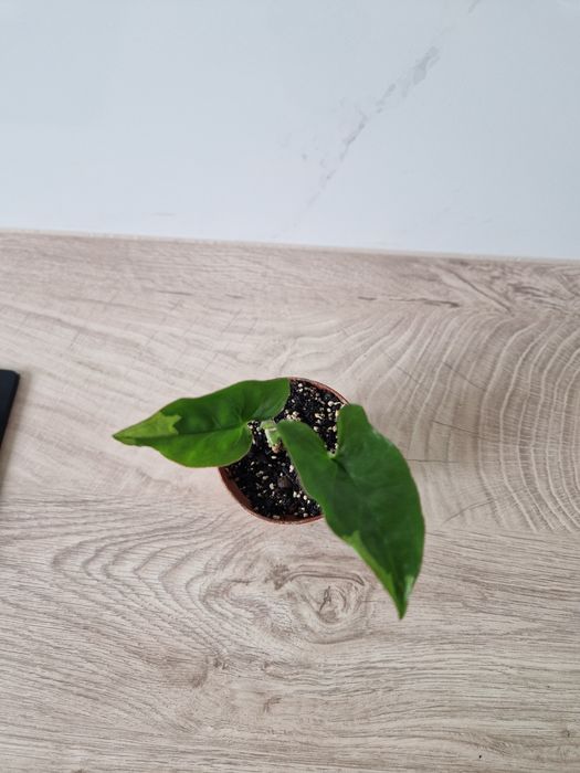 Syngonium eclipse
