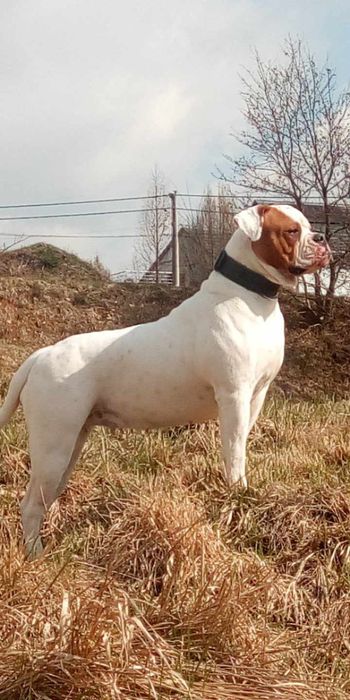 Buldog Amerykański (American bulldog)suczka