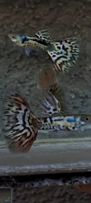 Gupiki w typie kobra 20 szt 10 parek okazja tylko ten tydzień