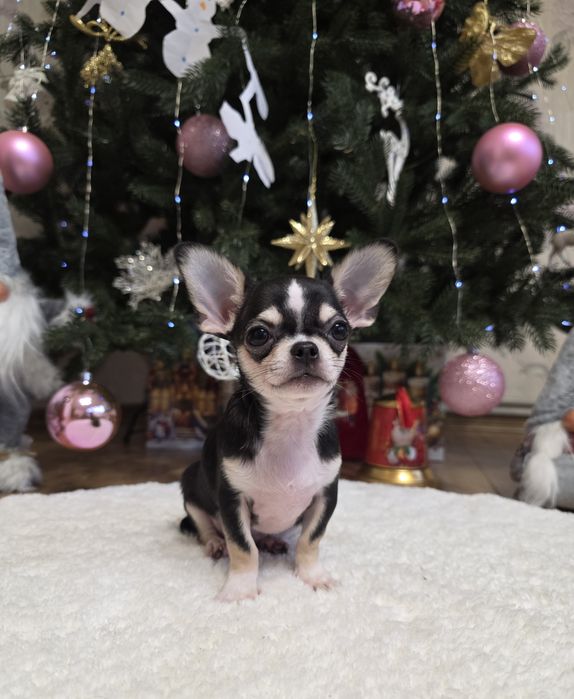 Чарівні міні чихуахуа.