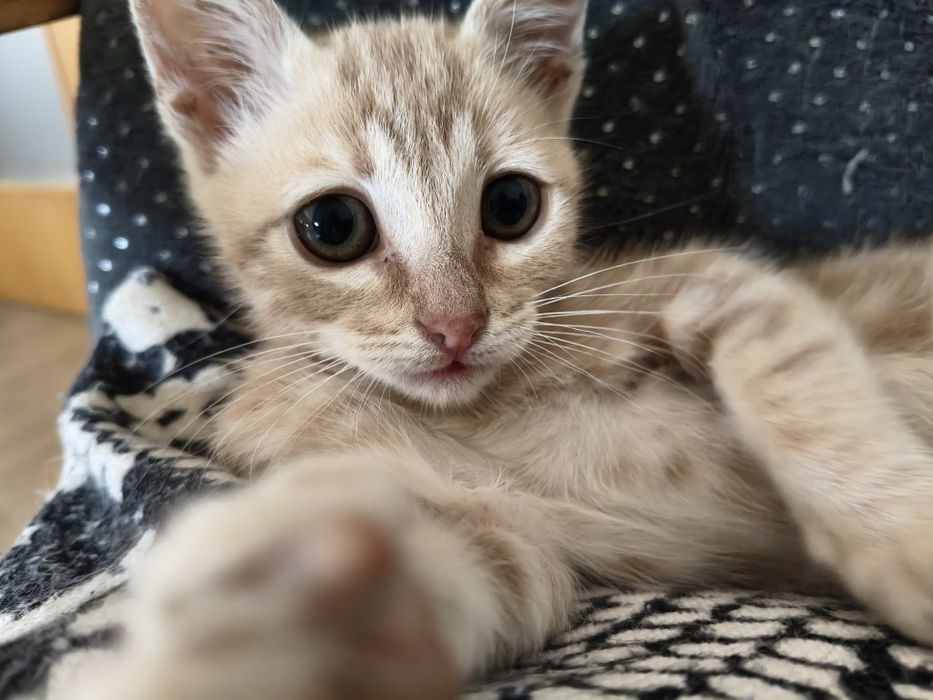 Gatinha para adoção
