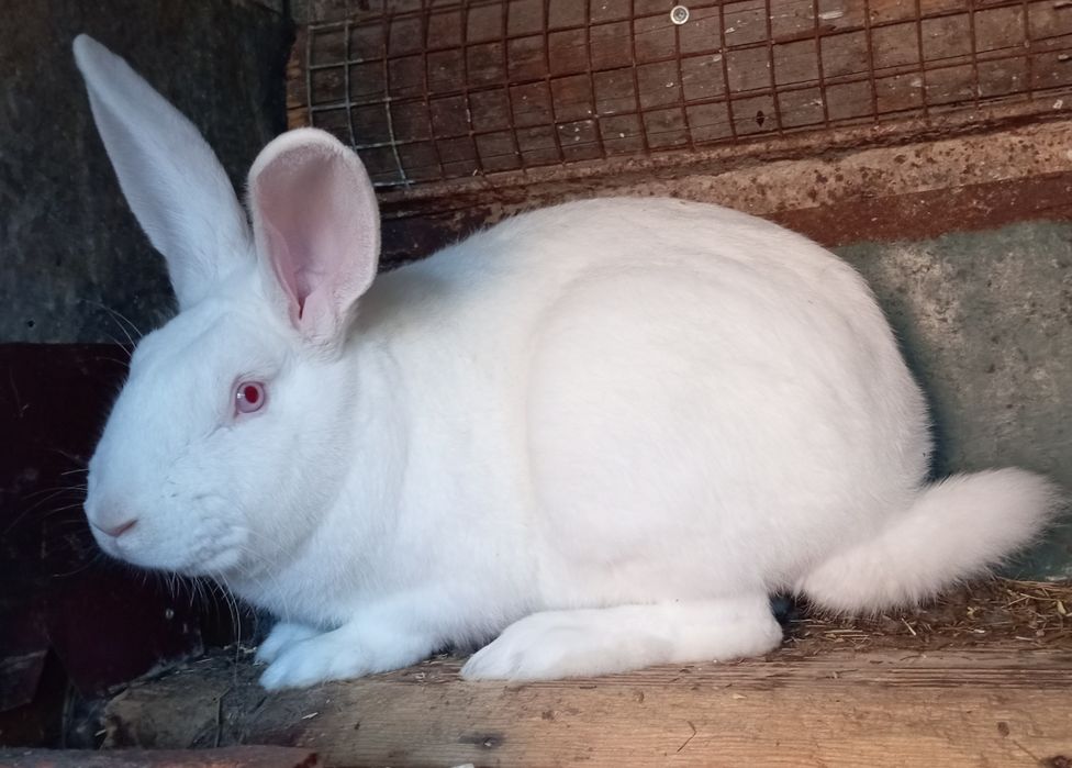 Продам кролика.Самчик