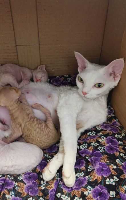 Кошенята девон-рекс