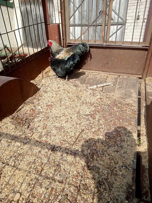 Sprzedam  koguty Brahma