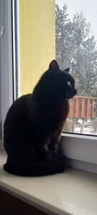 Przepiękna kocica czeka na dom